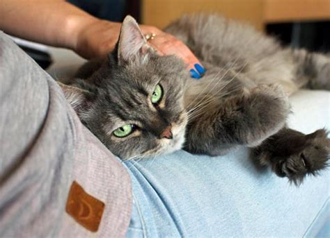 cat sitters perth